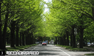 [3]「北海道大学」のポプラ並木