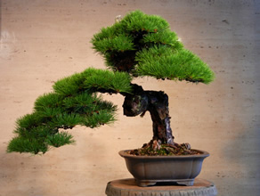 日本一の「松盆栽」の生産地である高松市
