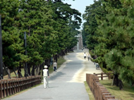 草加松原遊歩道（６３４本の松並木）