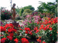 一本木公園（バラ公園）
