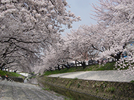高田川の桜並木