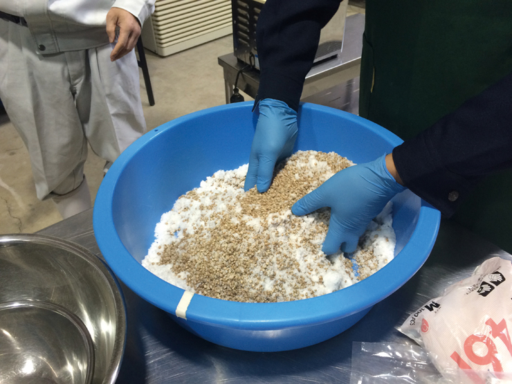 小麦麹と海水から作った塩を合わせ、麦みそをつくる作業