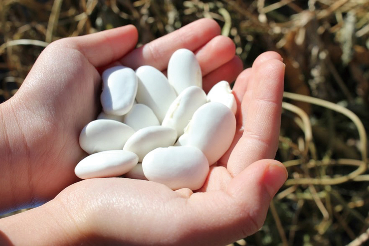日本一の生産量を誇る、地域資源「白花豆」