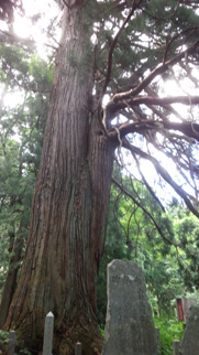 県の天然記念物：大杉