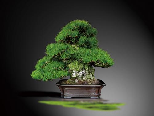 THE　FIRST　BONSAI　EXPERIENCE